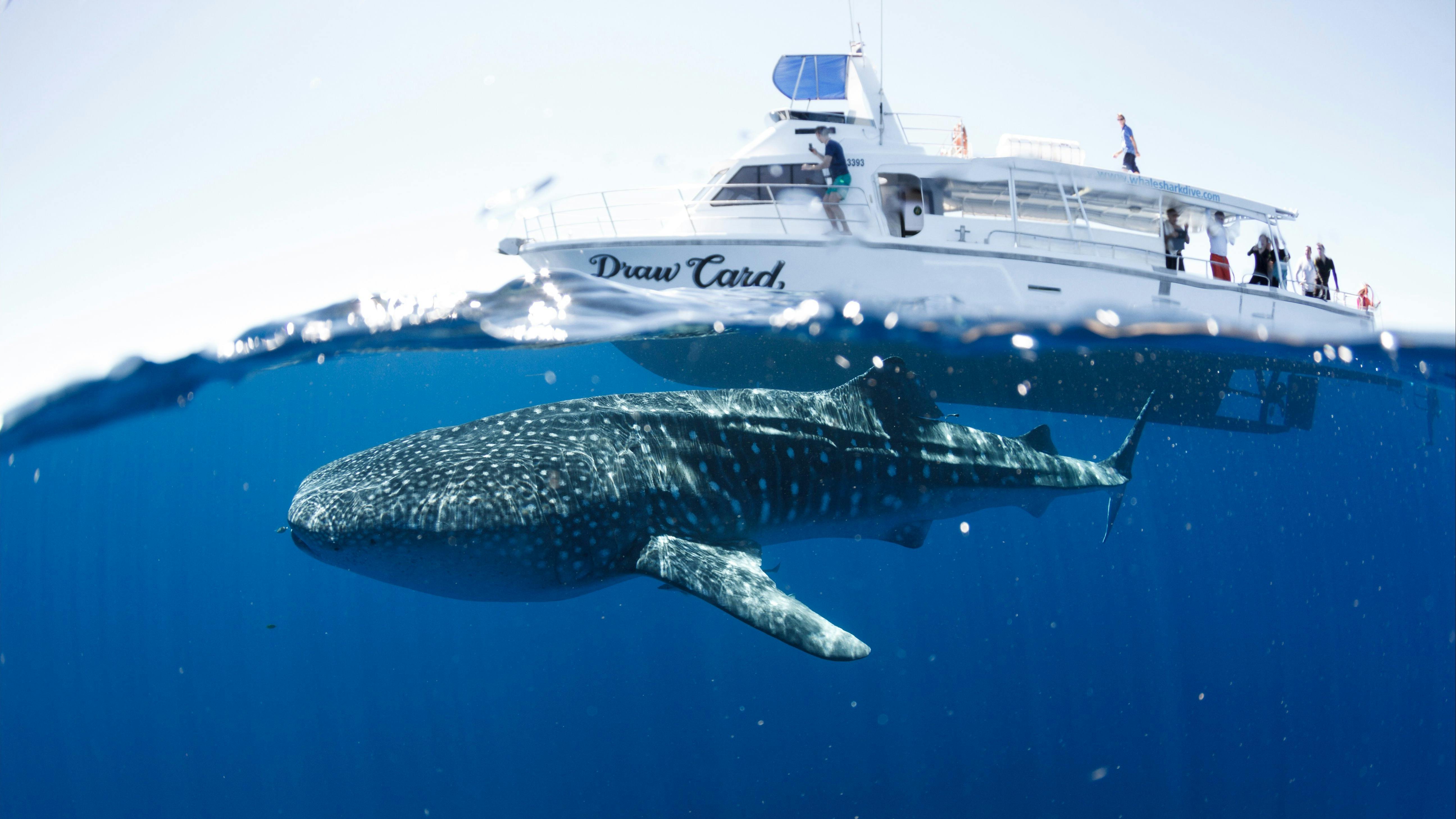 Whale sharks thriving in waters off Australia
