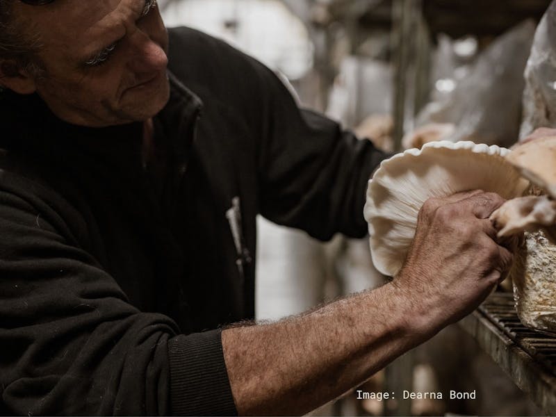 Image for Mushroom workshop at Tunnel Hill