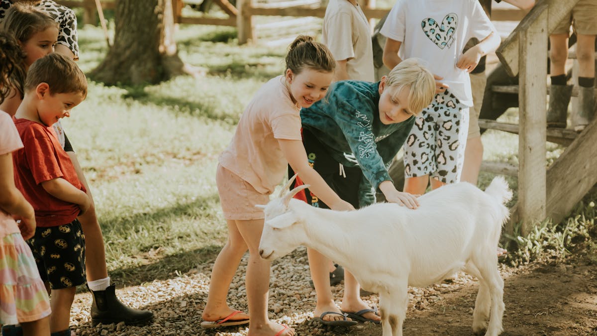 Join us in the animal sanctuary to feed and meet our rescued & adopted animals. Free with your stay