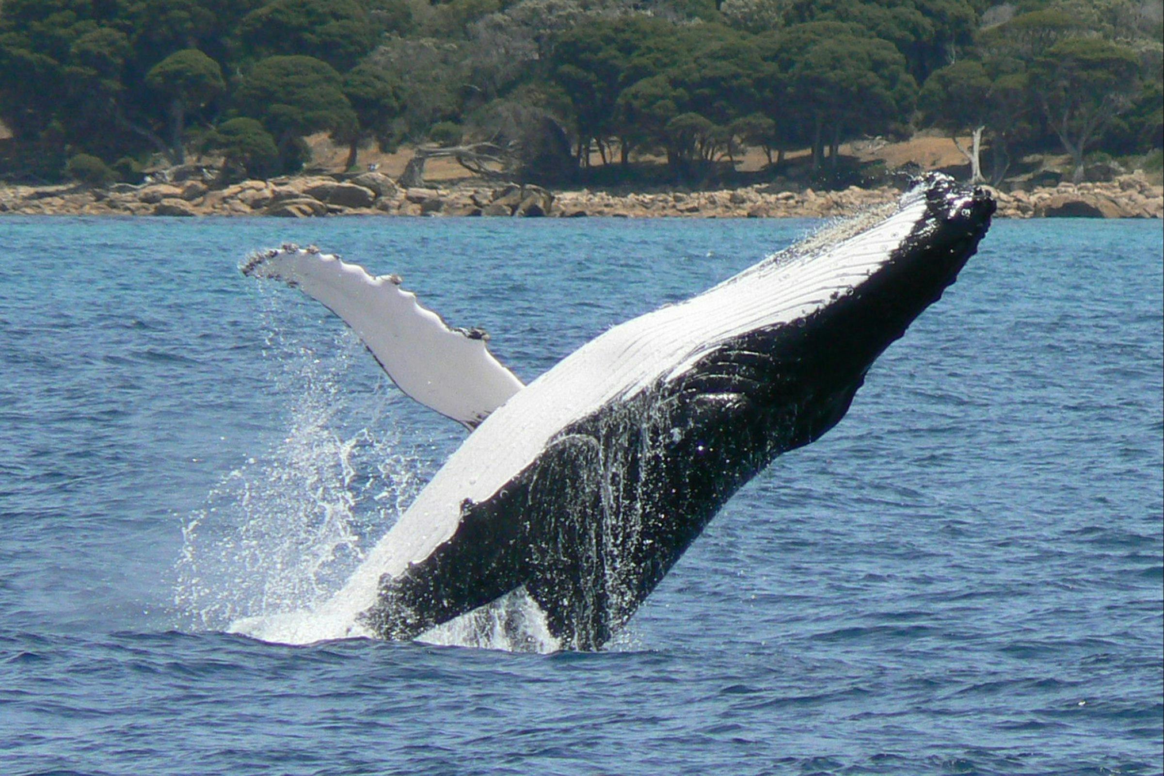 Naturaliste Charters, Dunsborough, Western Australia