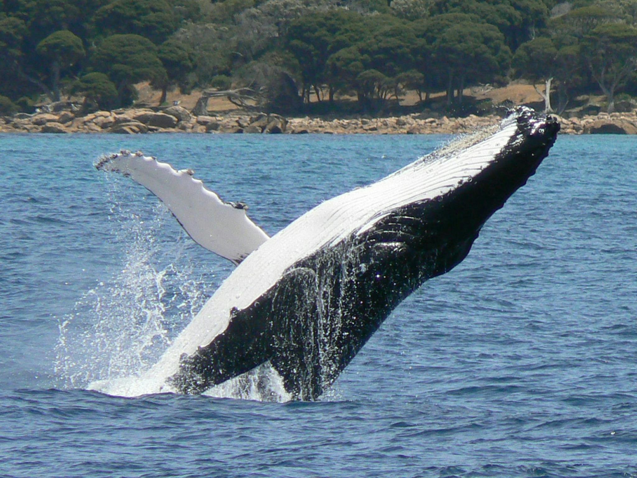 Naturaliste Charters, Dunsborough, Western Australia