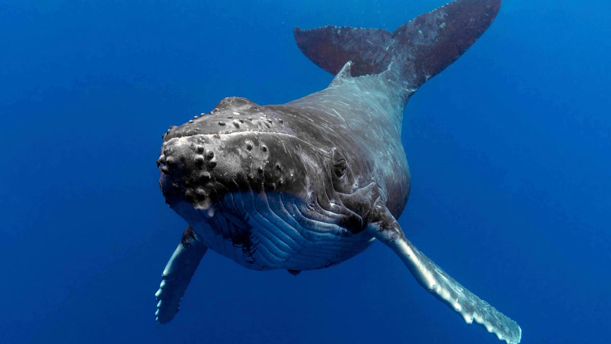 Humpback Whale taken from underwater camera