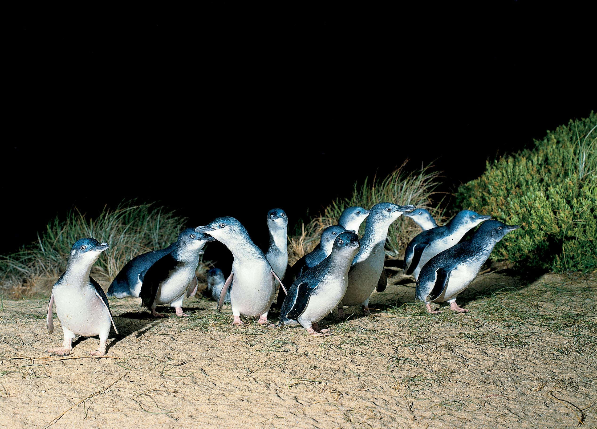 penguin parade