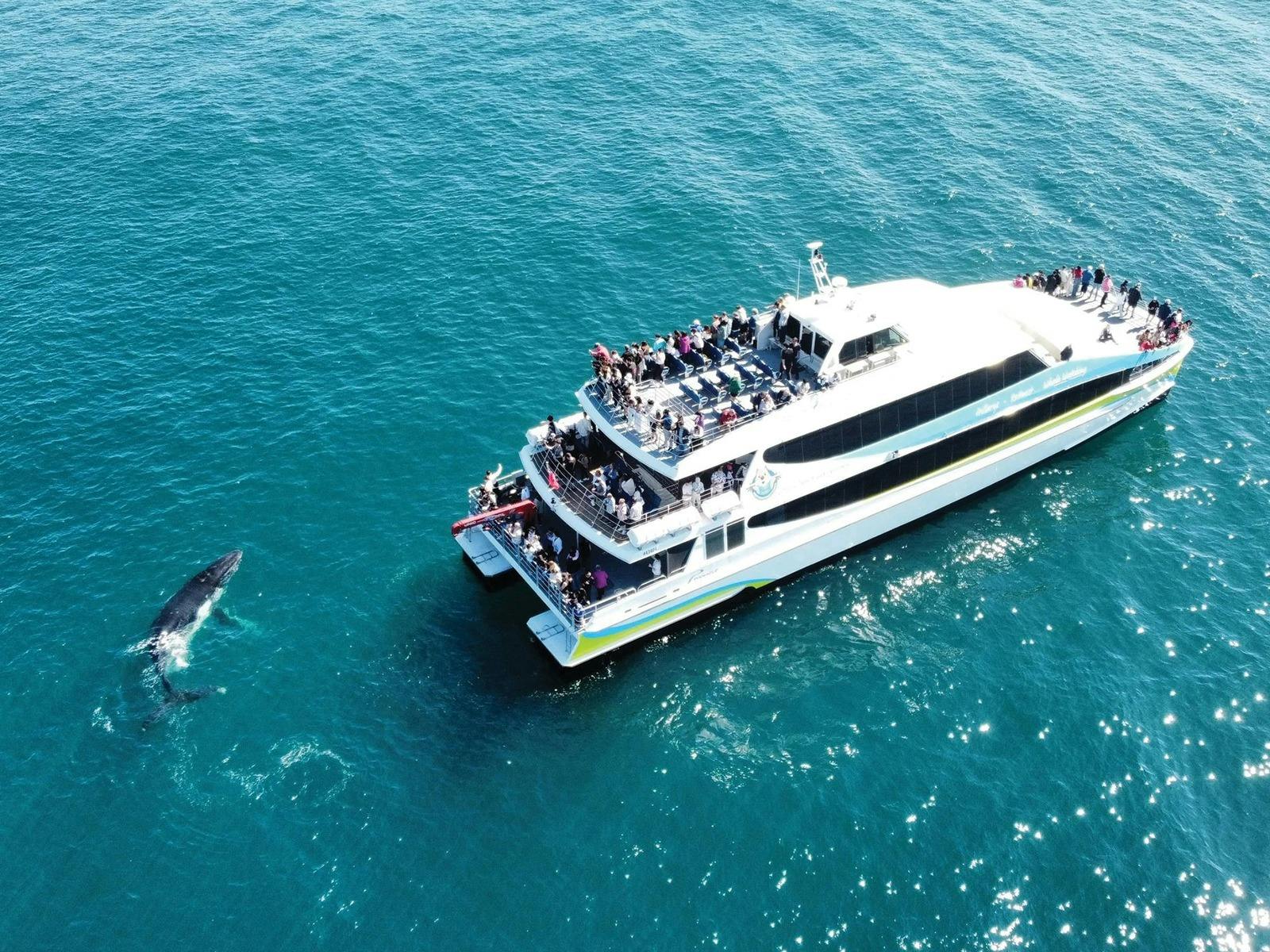 A drone shot of a humpback whale and a Rottnest Fast Ferries vessel