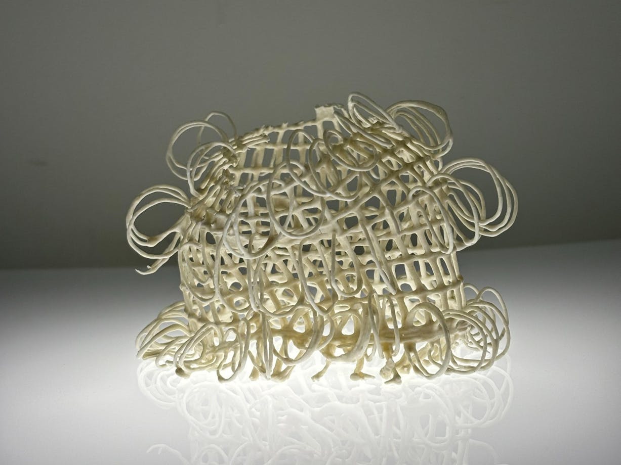 Image | Lisa Stevenson 2 Frills 2026 | Image courtesy of the artist