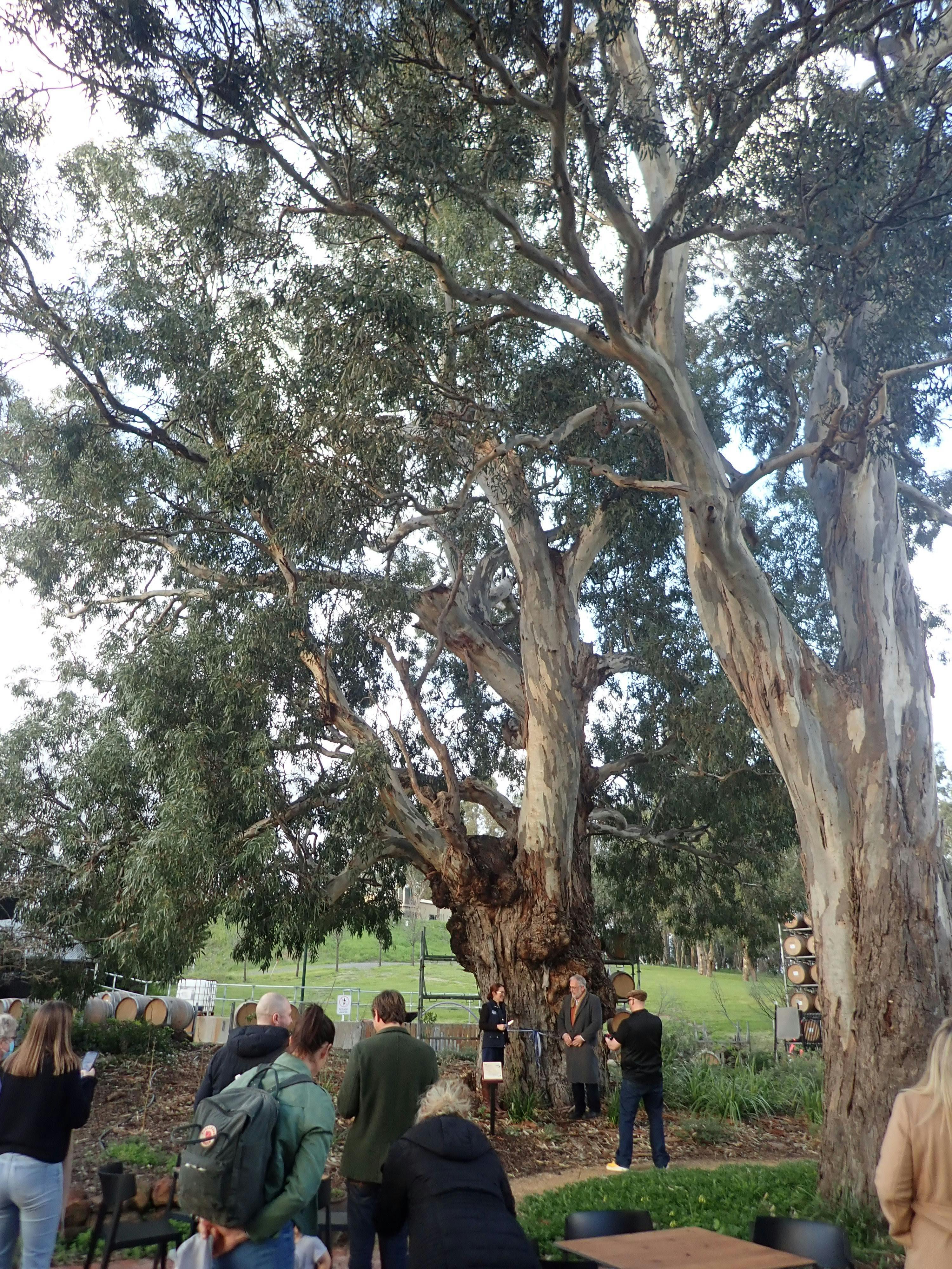 Tree Trail promo Shot