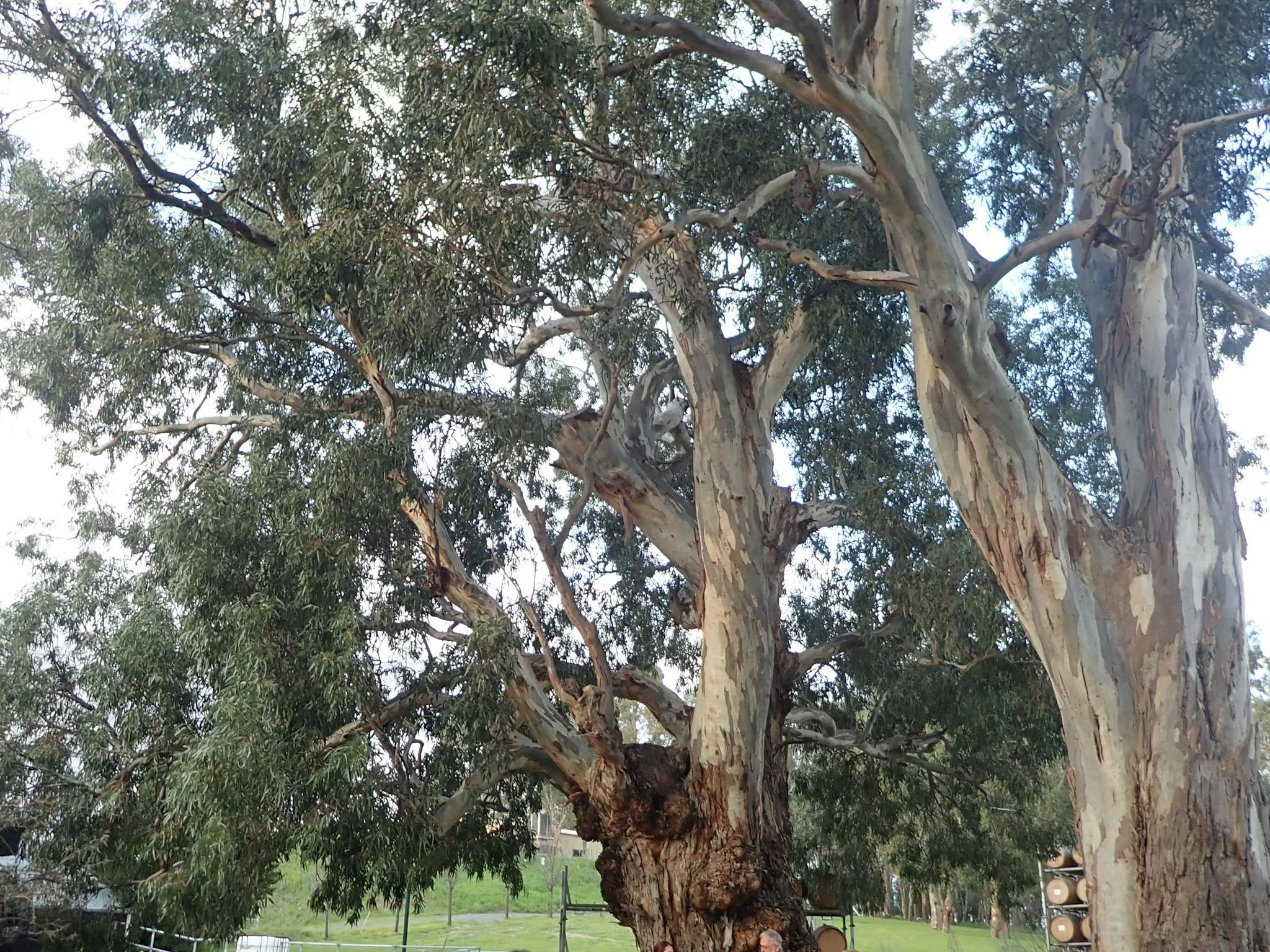 Tree Trail promo Shot