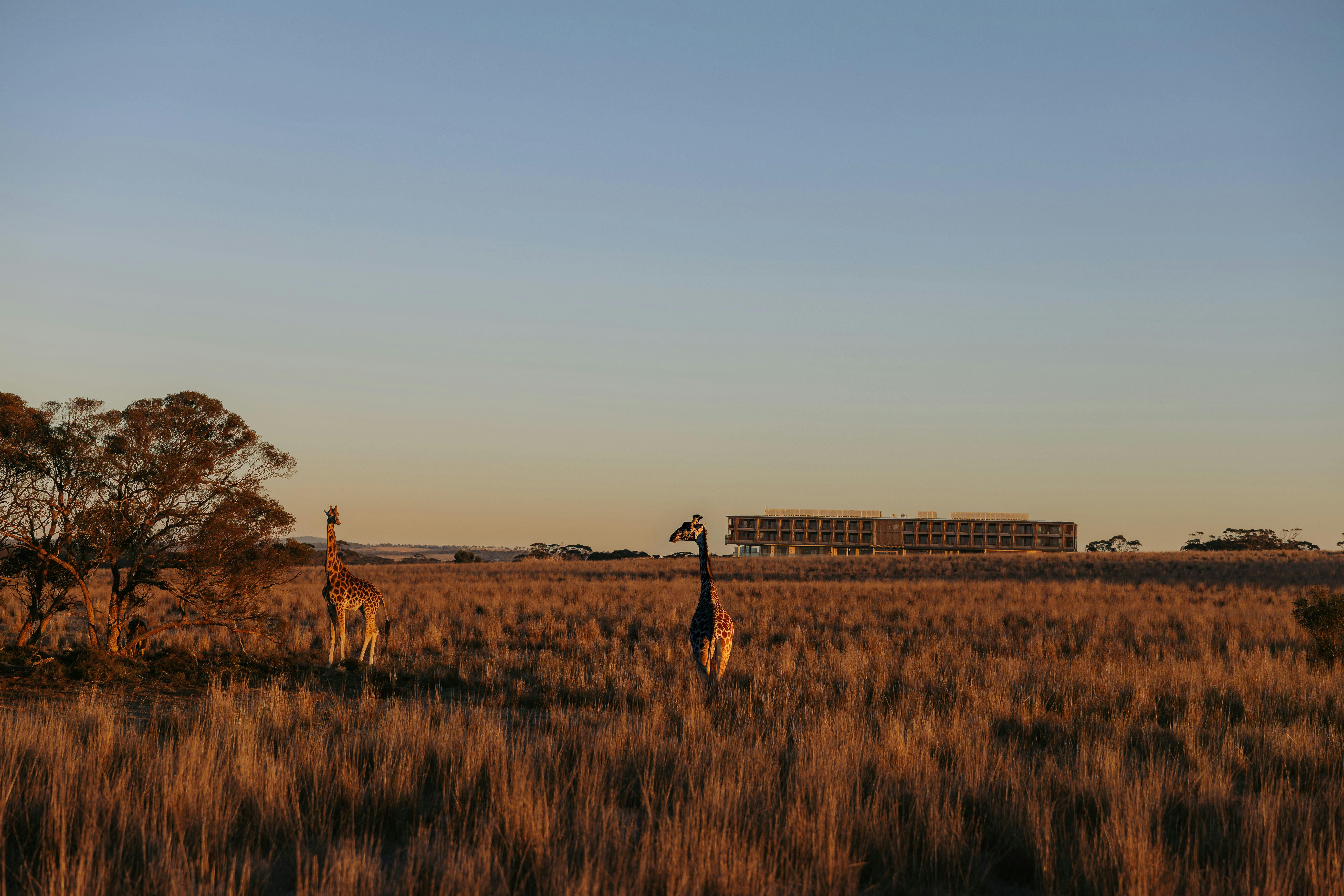 Monarto Safari Park