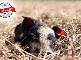 Baby Pig