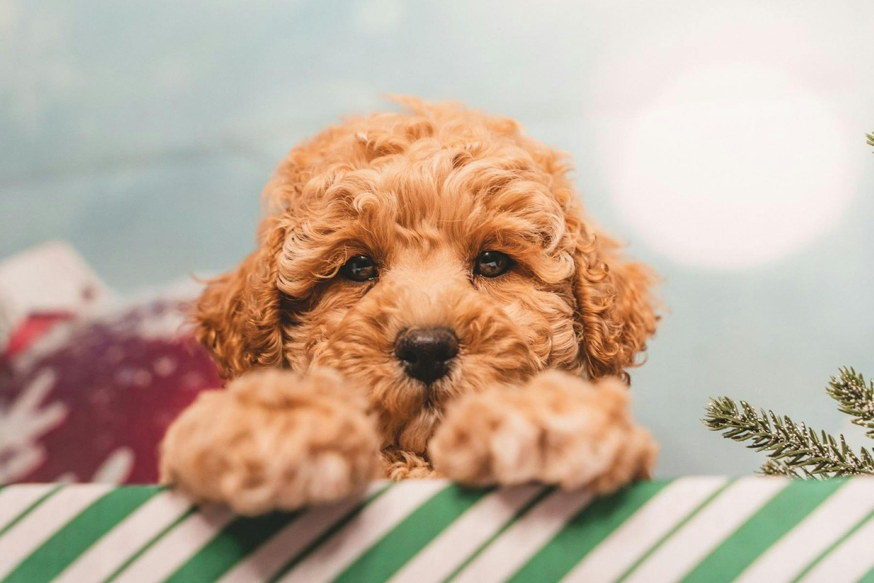 dog looking over counter