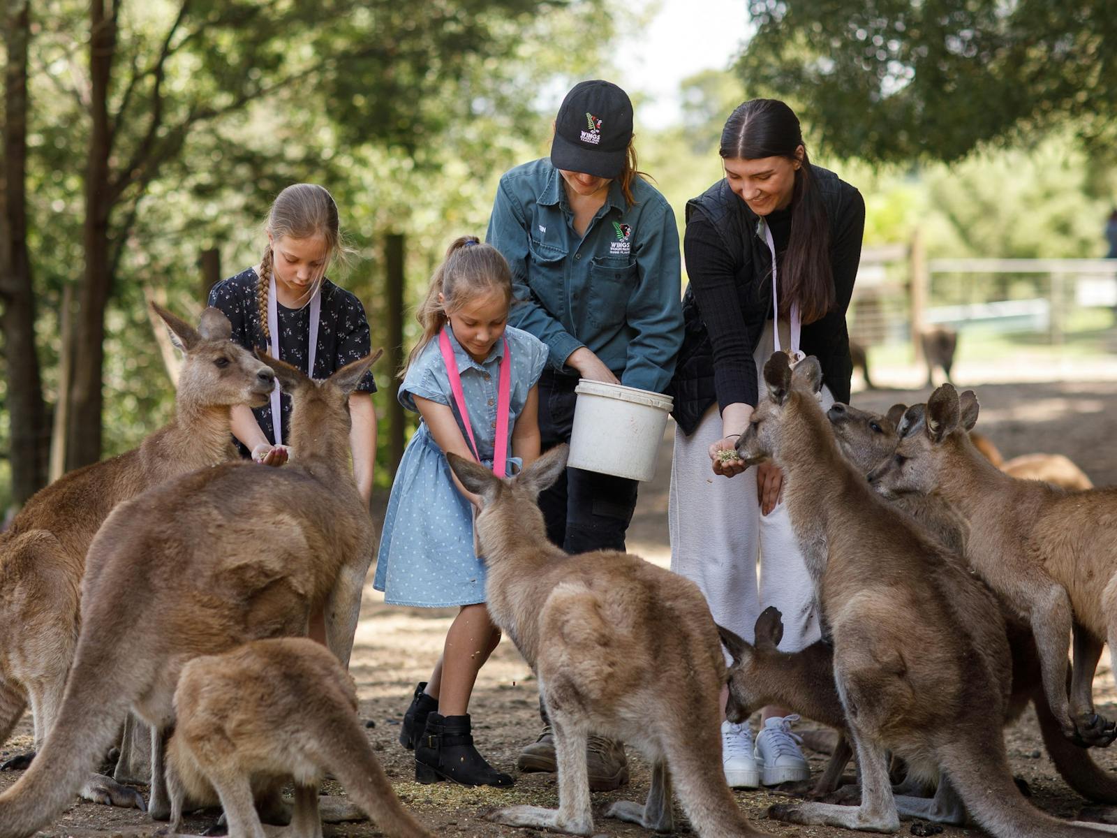 Hand feed the kangaroos