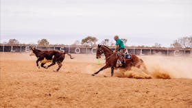 Birdsville Campdraft,  Rodeo and Bronco Branding