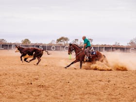 Birdsville Campdraft,  Rodeo and Bronco Branding Cover Image