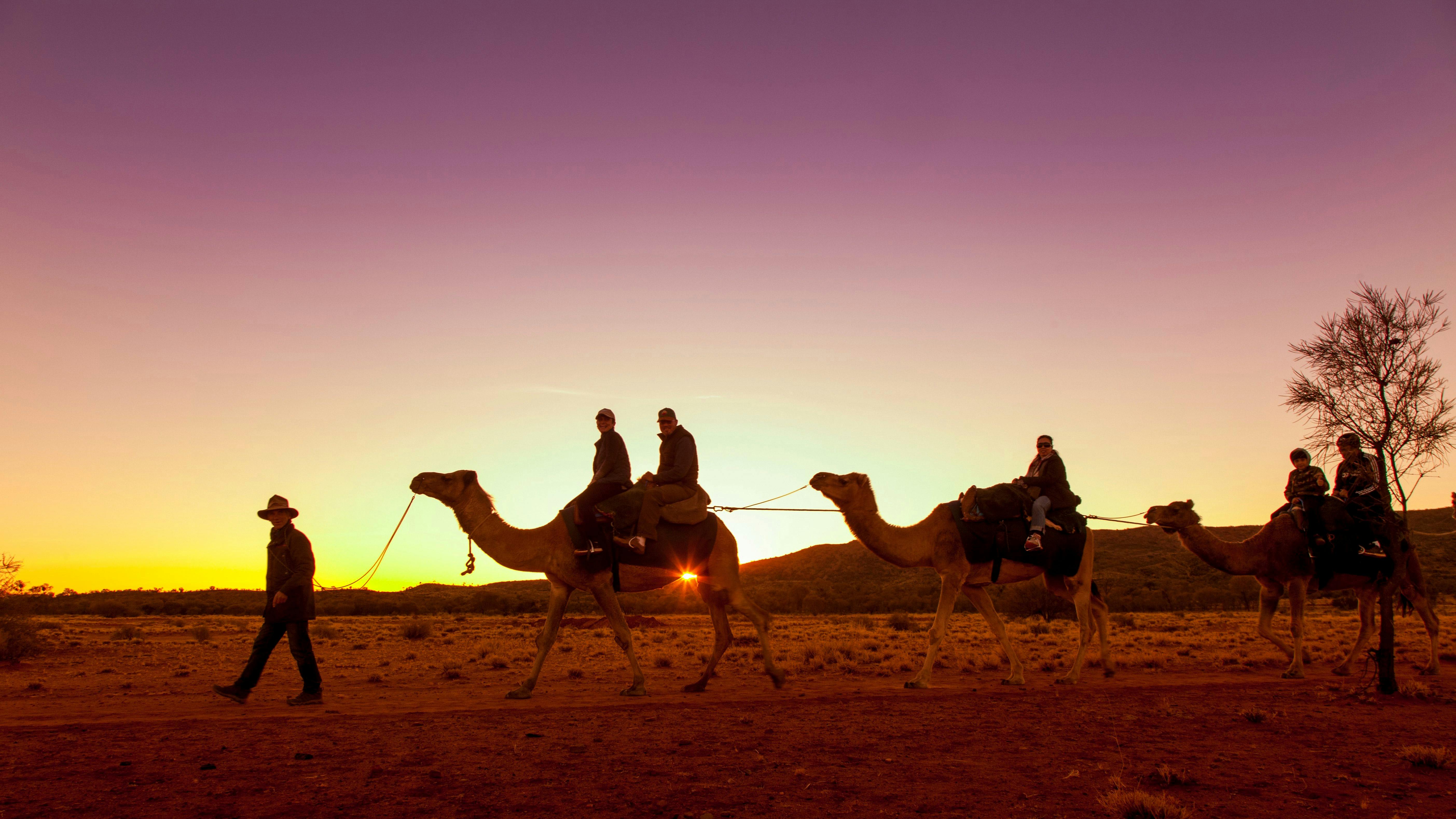 2 camels and camel leader in sunset light on a camel tour