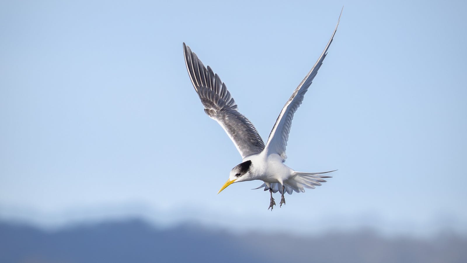 Learn to photogfraphy birds in flight