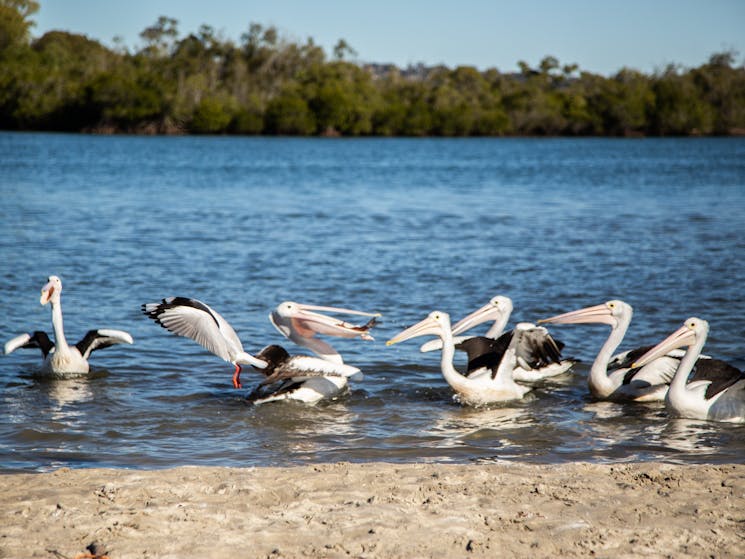 Pelicans lunch Terrranora Lakes