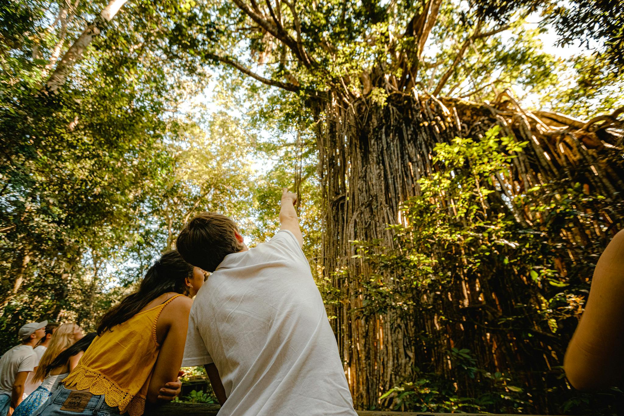 Curtain Fig Tree