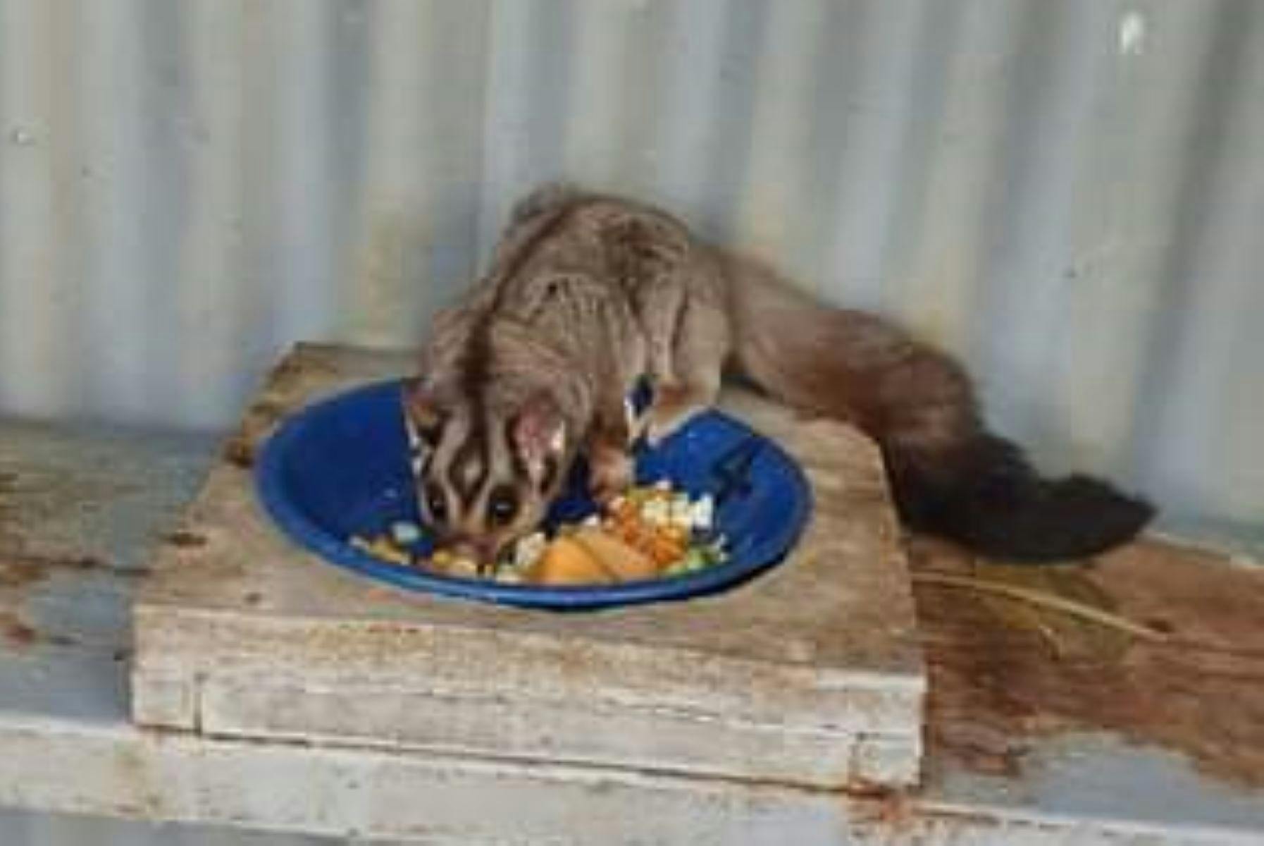 Spot a Squirrel Glider Tour - an Earth Hour event