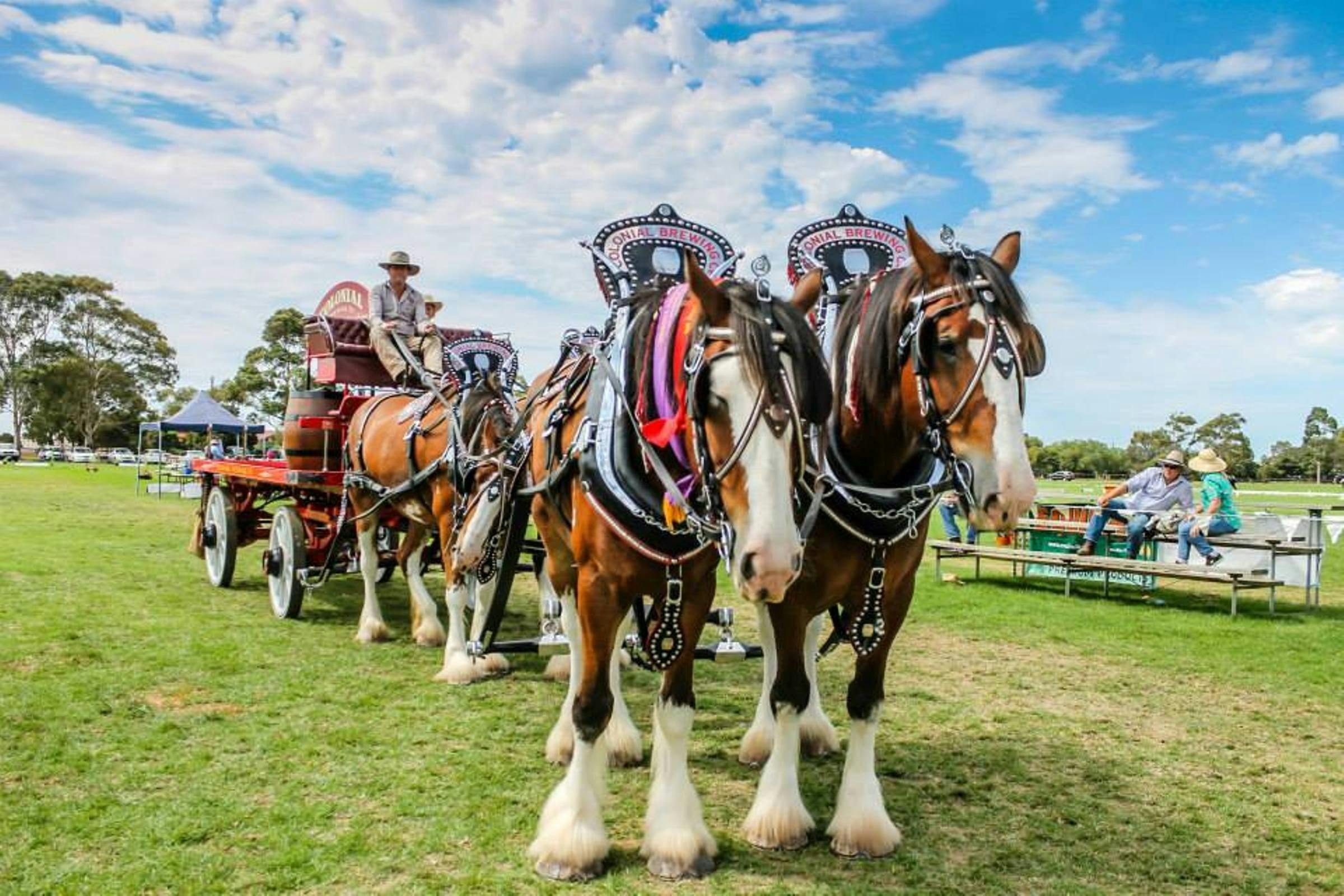 National Clydesdale and Heavy Horse Festival