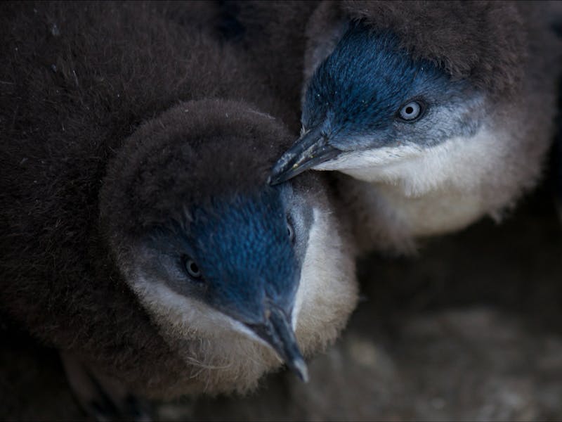 Baby Penguins!