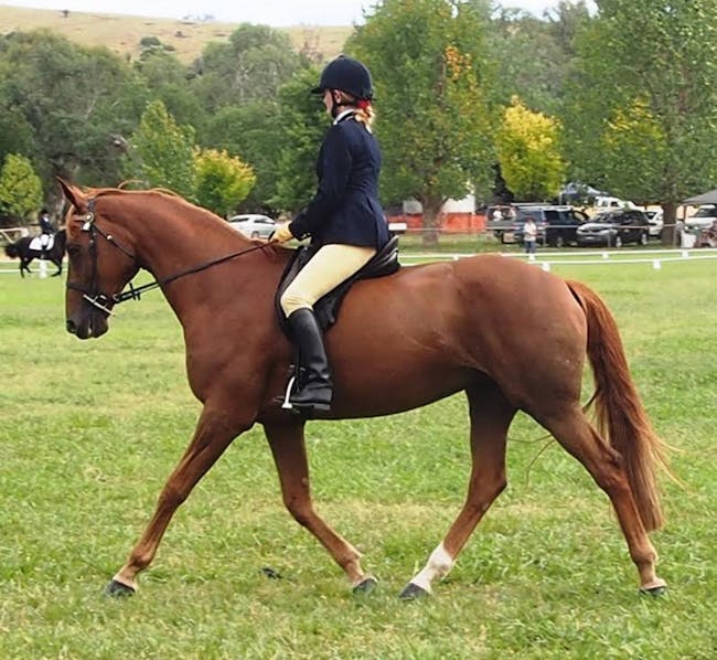 Gundagai Show Hack