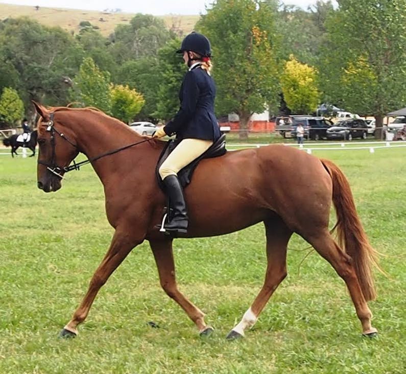 Image of the event 'The Gundagai Show'