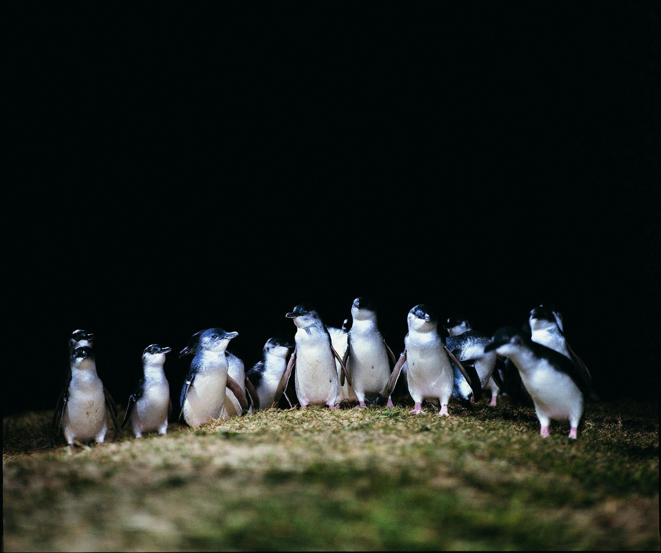 Phillip Island Penguins Express Private Tour