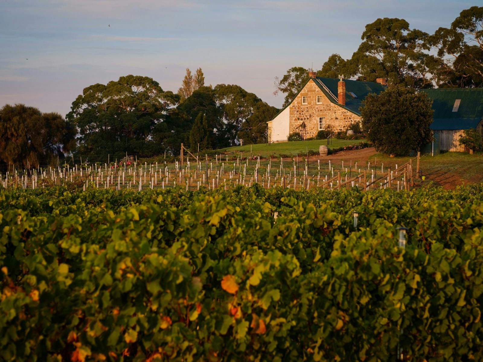 Craigie Knowe Vineyard