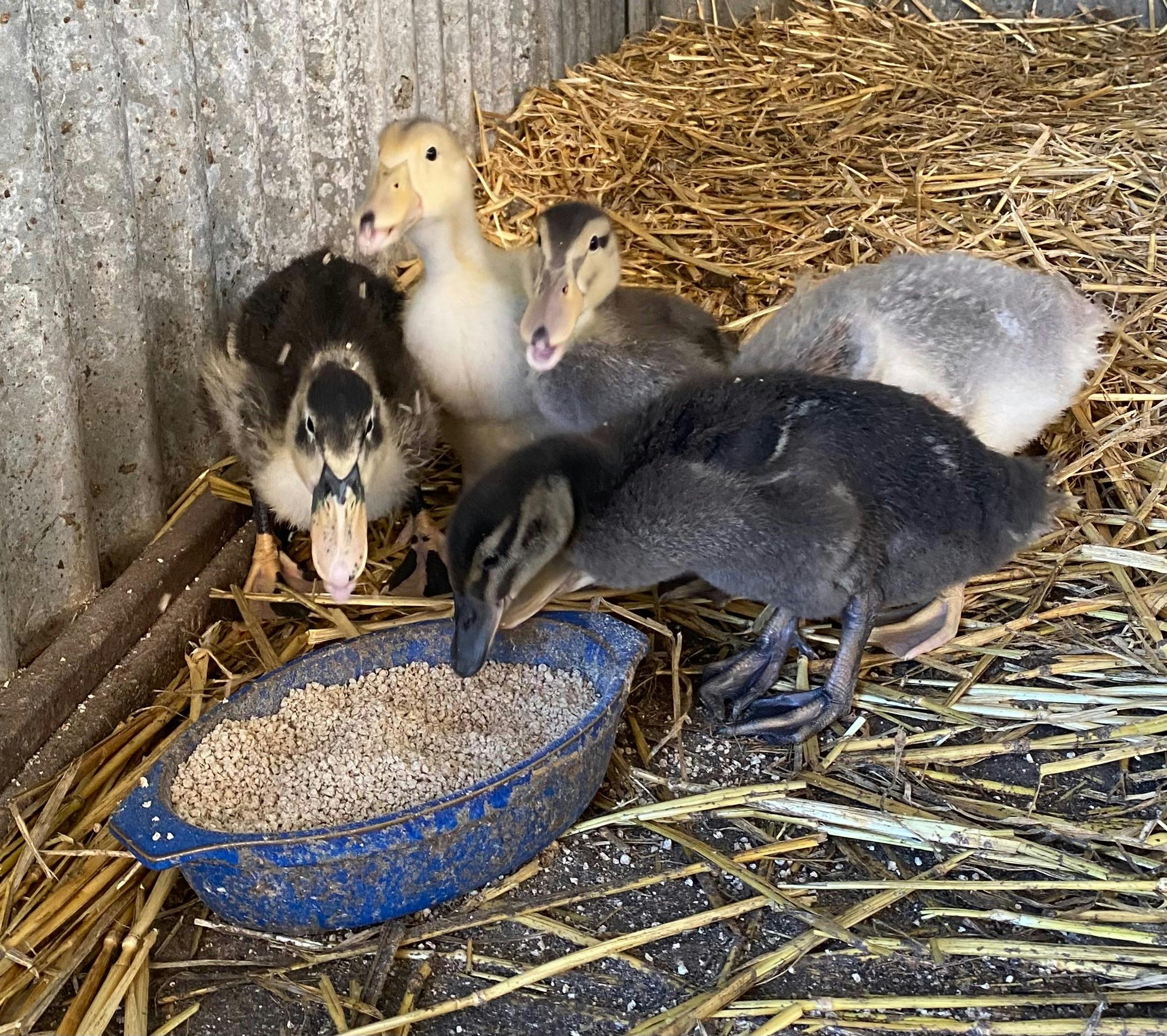 Five Ducks Farm