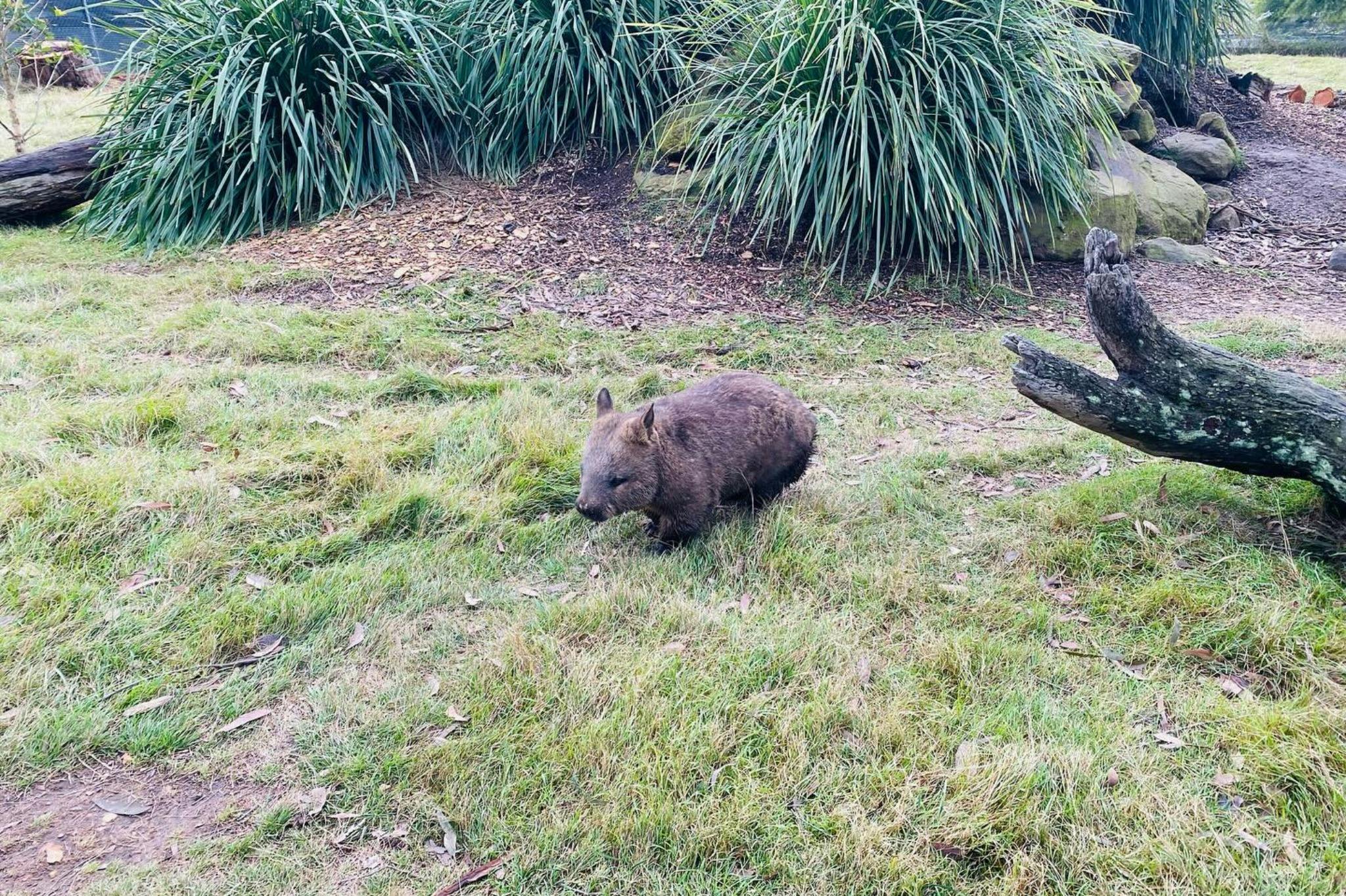 Wombat