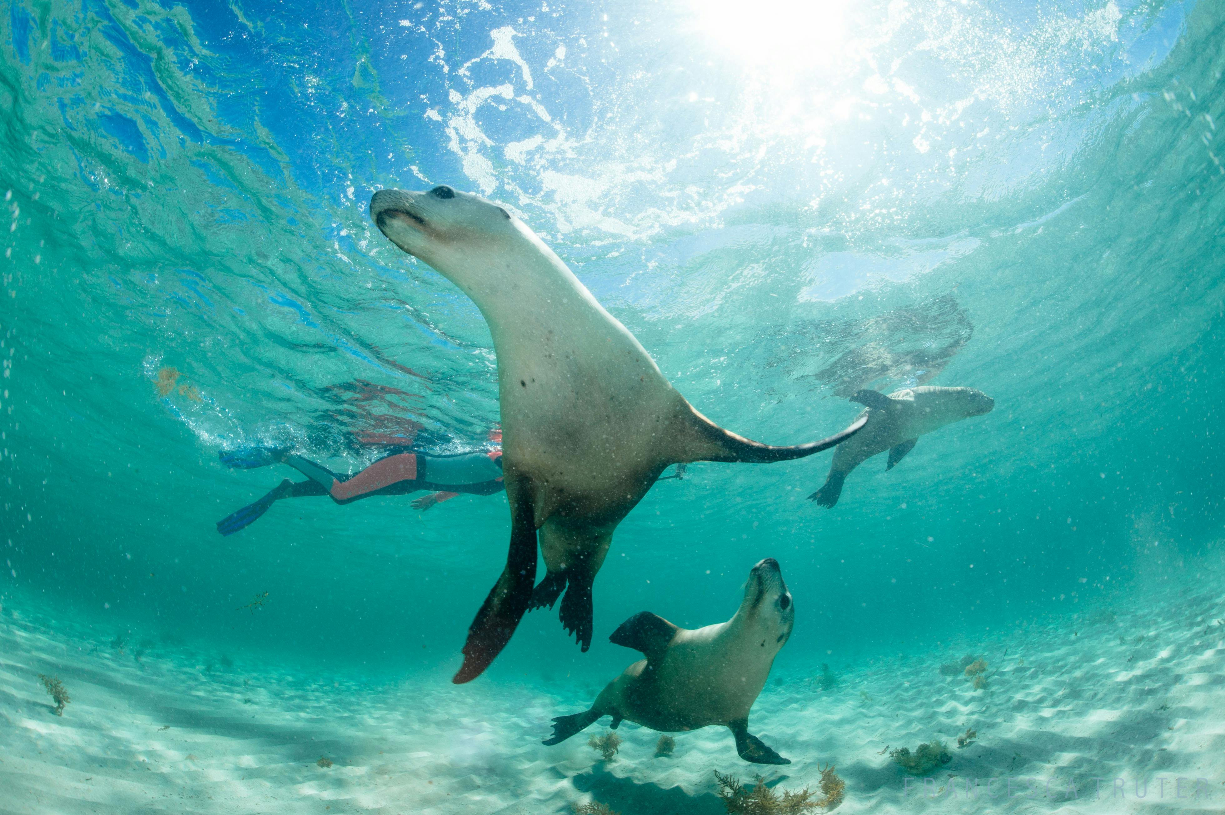 Australian Sea Lions