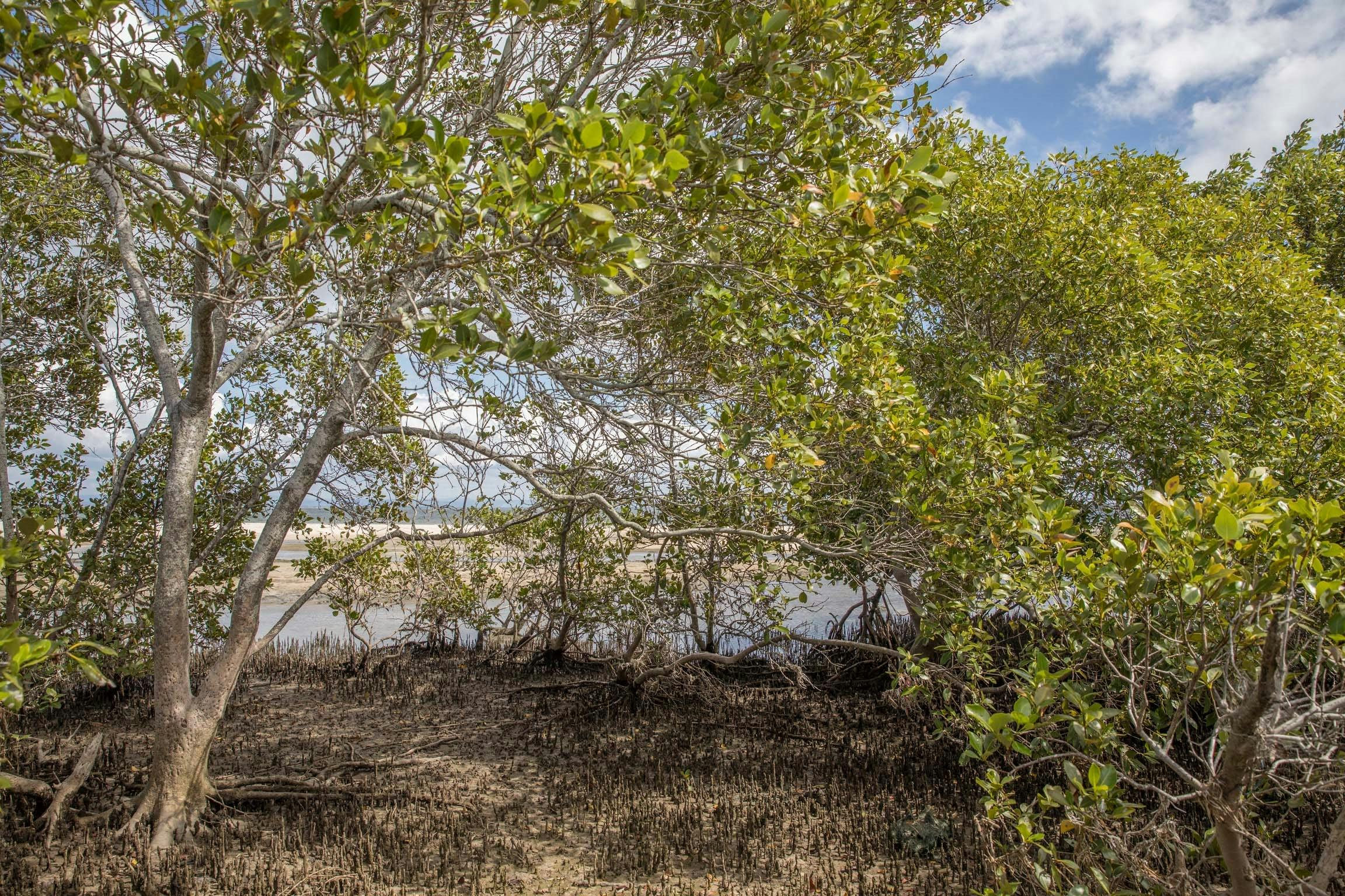 Peering through the Mangroves to the Ocean.