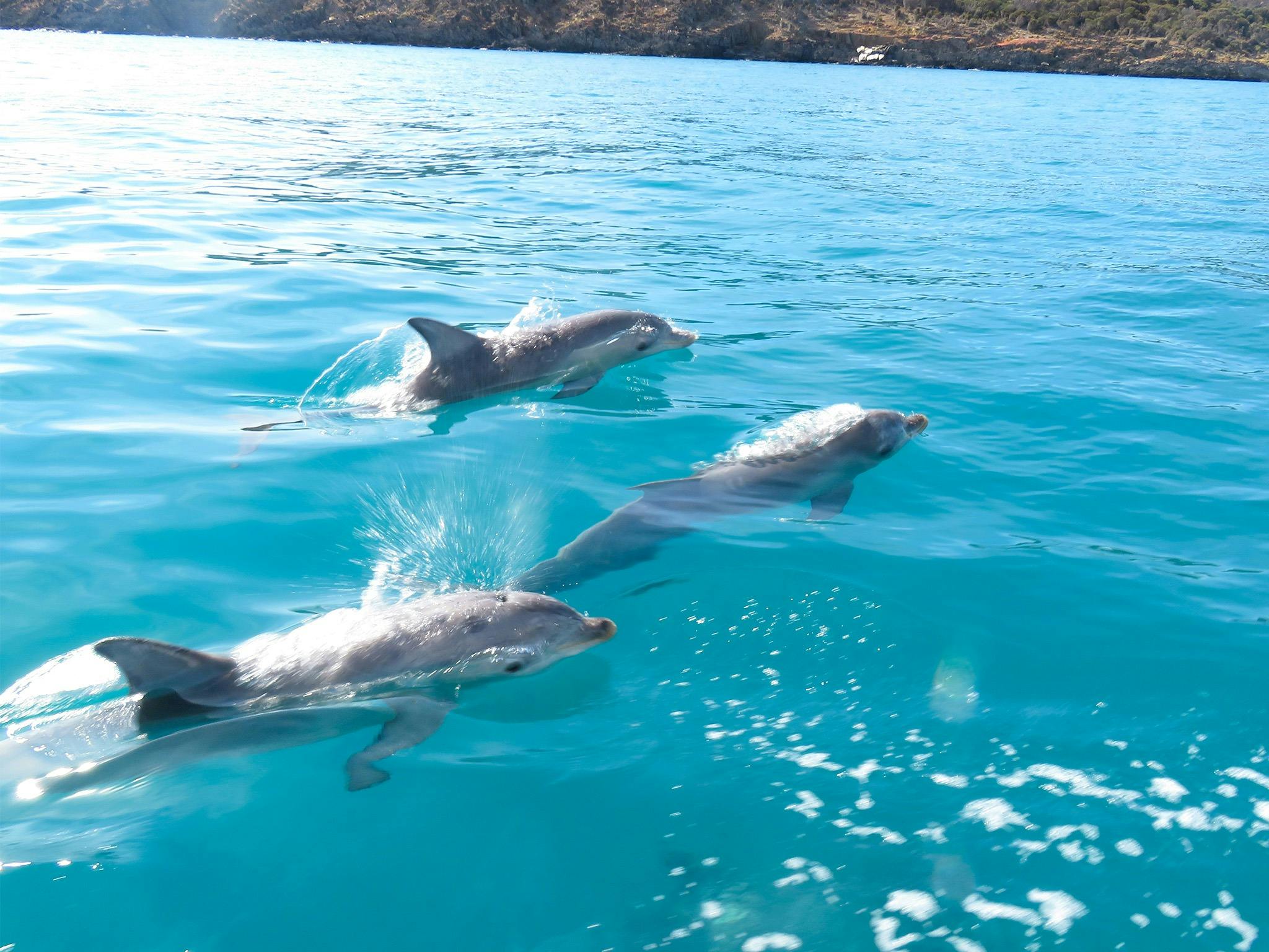 A pod of Bottlenose Dolphins swim through the ocean