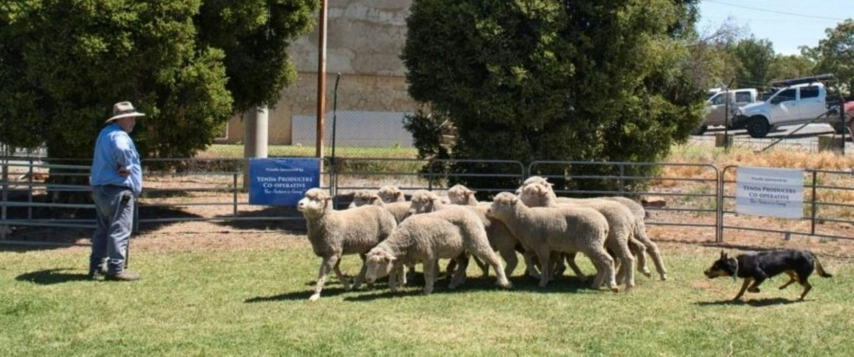 Dog trials