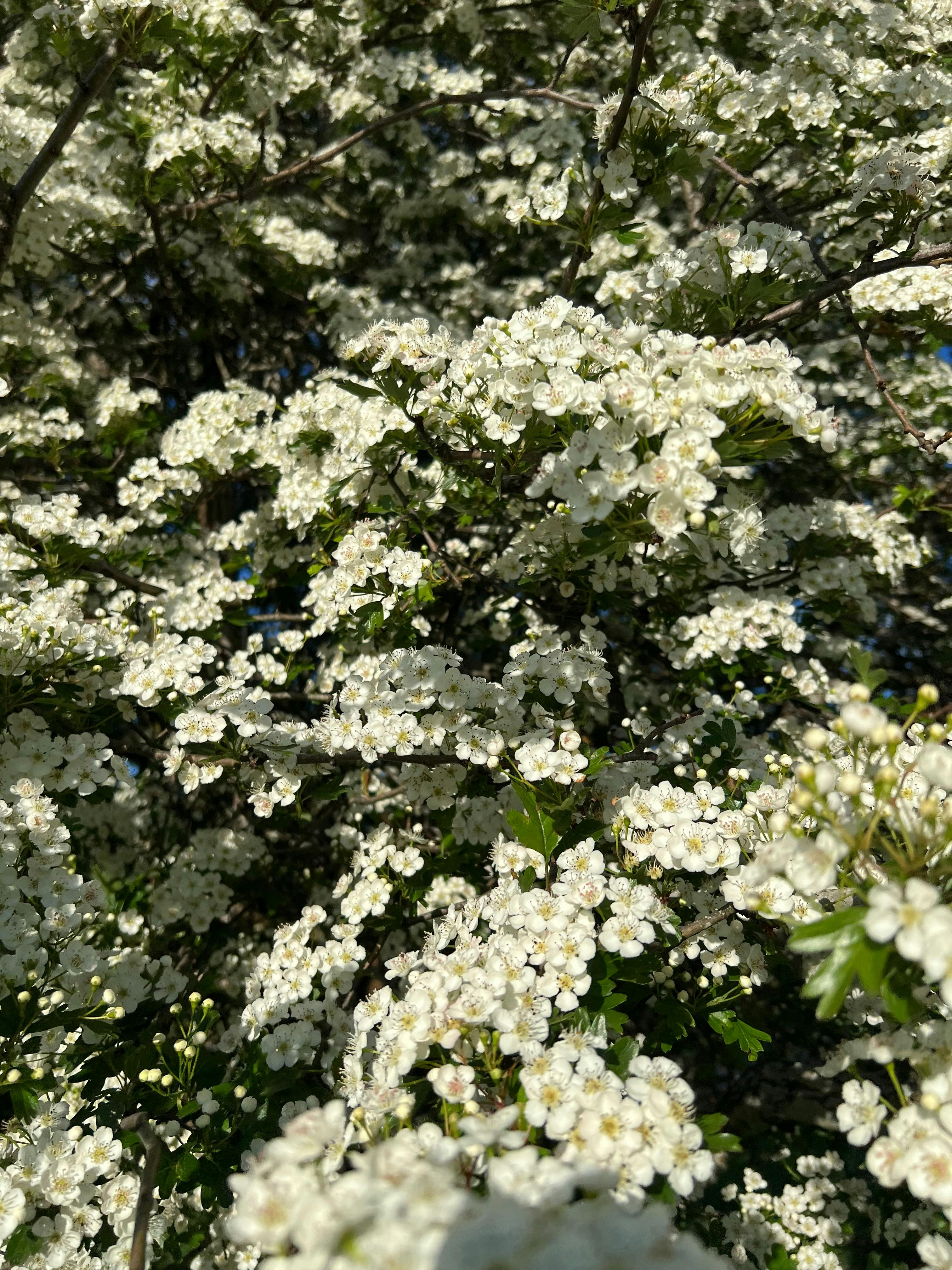 a bush with small white flowers