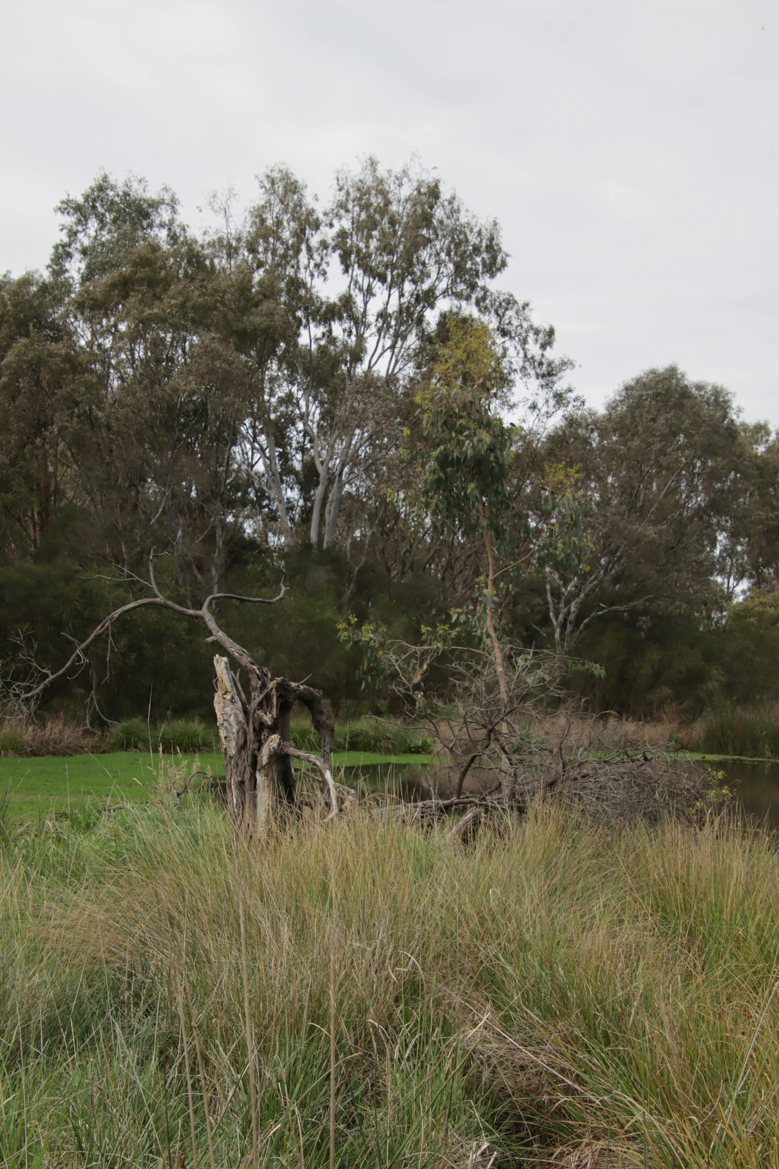 Trees in the water