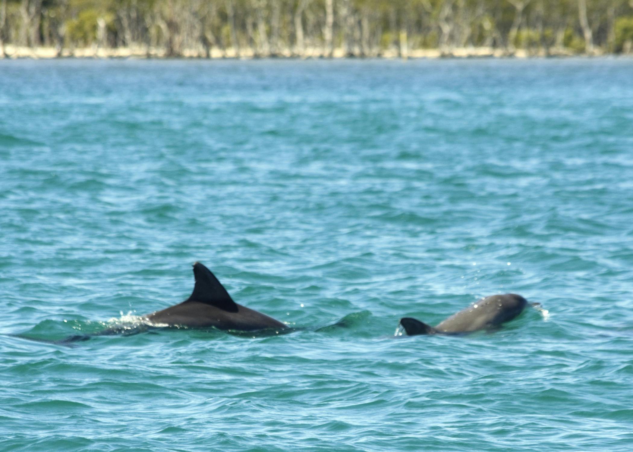 Dolphins on the way to Tipplers
