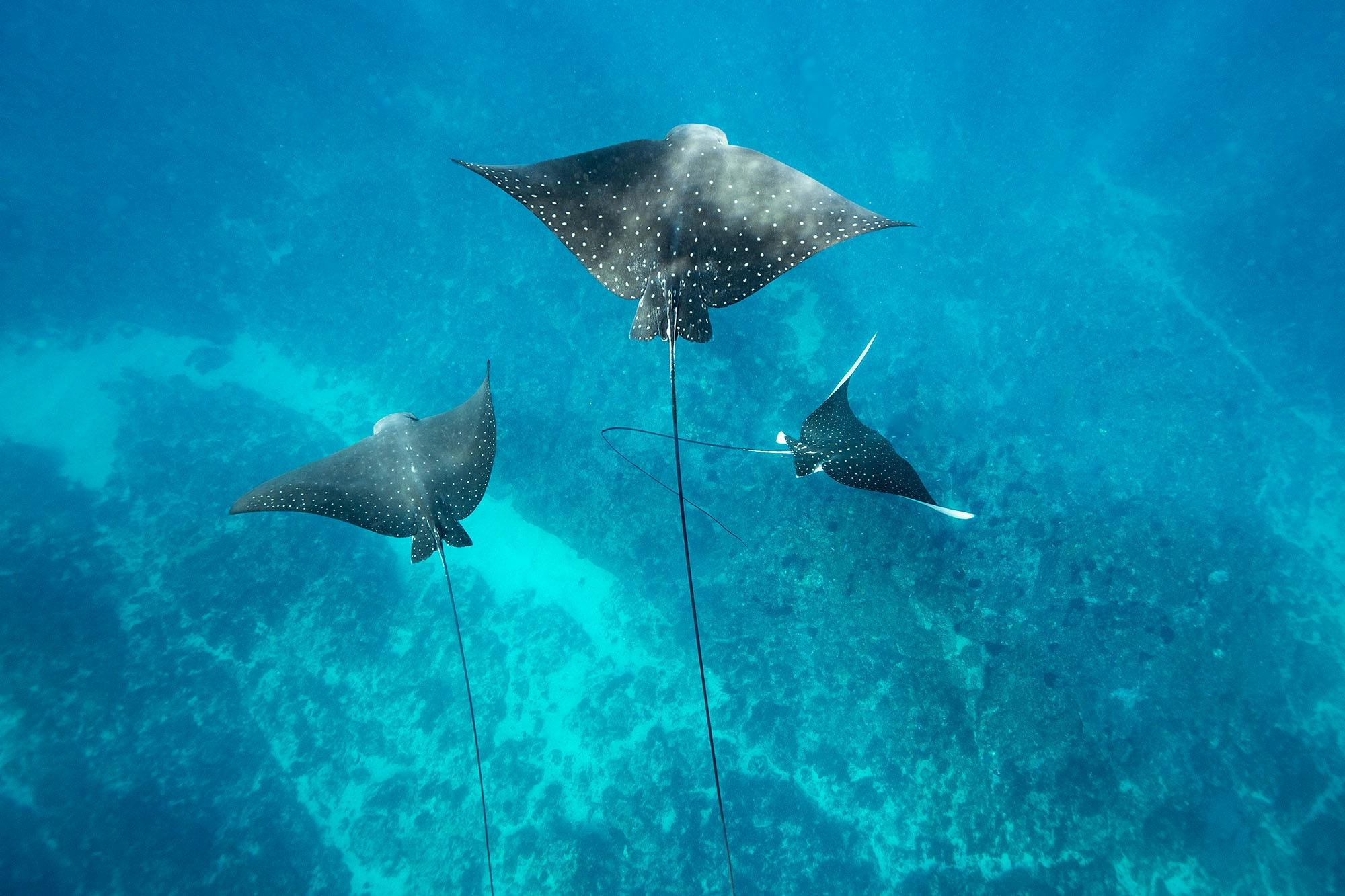 Eagle rays
