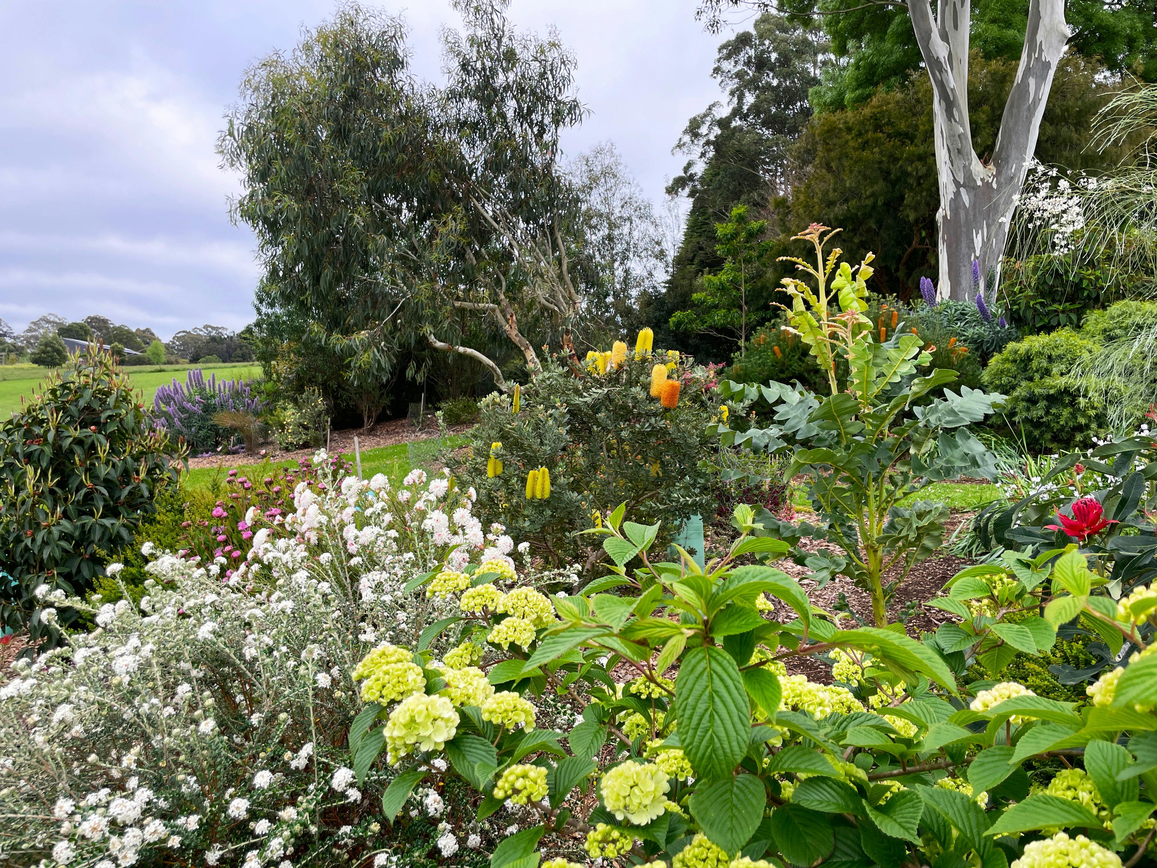 Open Gardens Victoria - Crome Garden, viburnums in flower