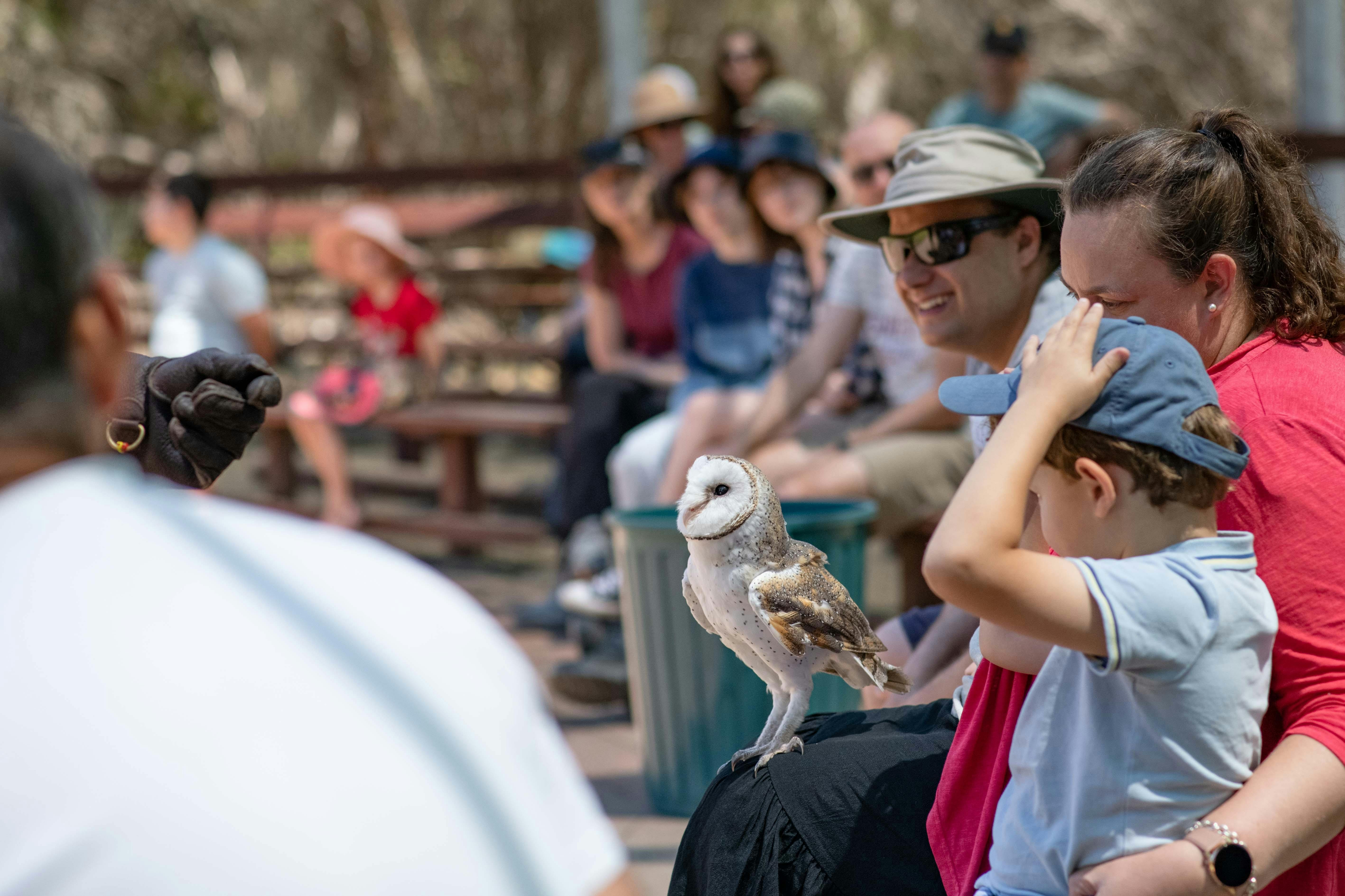 bird show at Raptor Domain, Kangaroo Island, birds of prey show, up close encounters, owl holding
