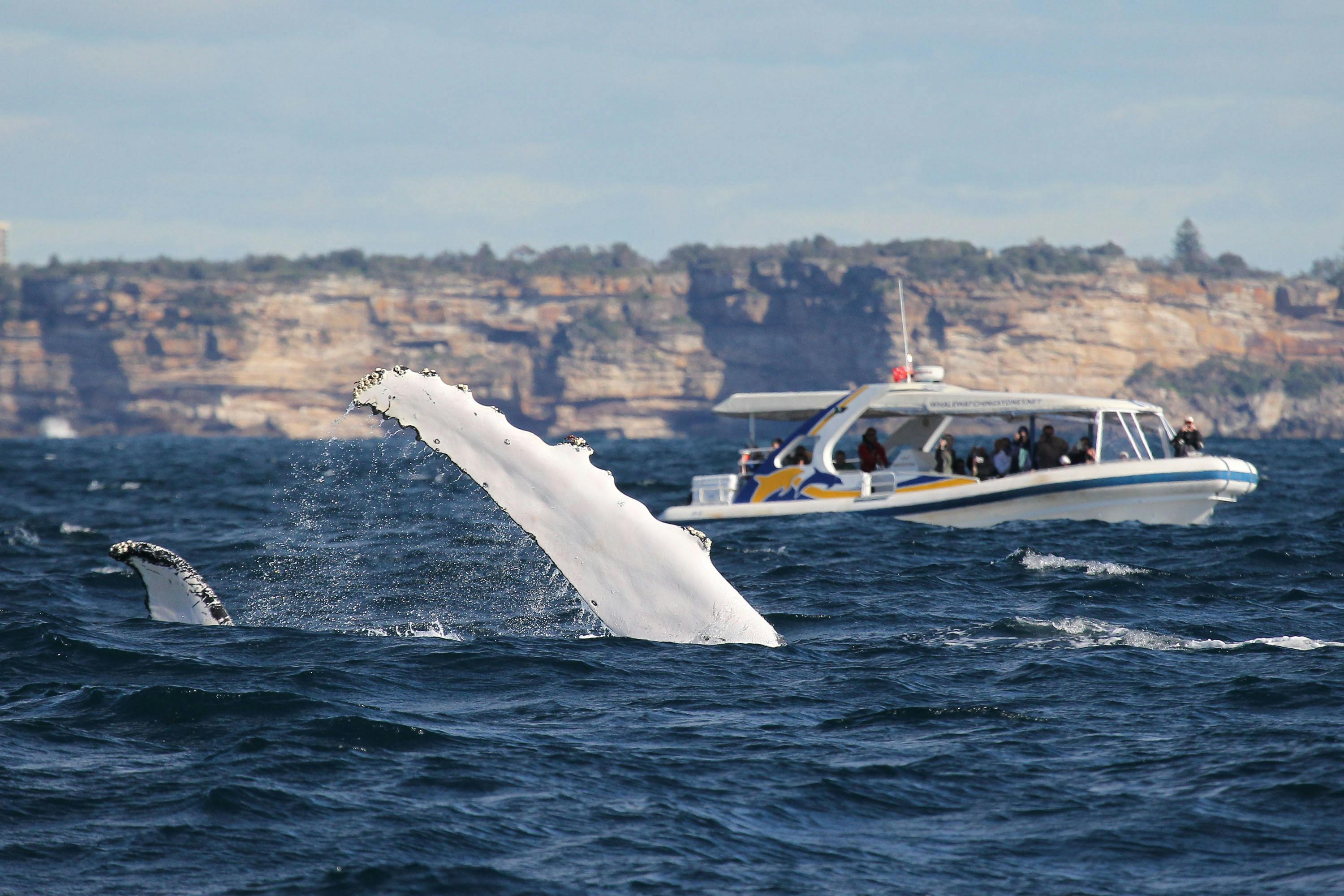 2시간 어드벤처 크루즈