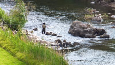 Man fly fishing for trout in the river