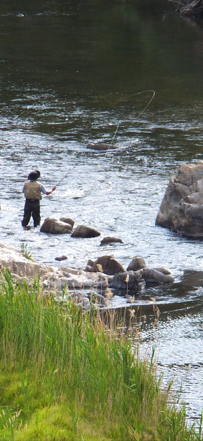 Man fly fishing for trout in the river