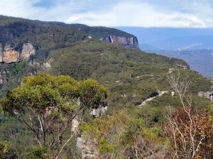 Narrow Neck Fire Trail, Blue Mountains National Park. Photo: Steve Alton/NSW Government