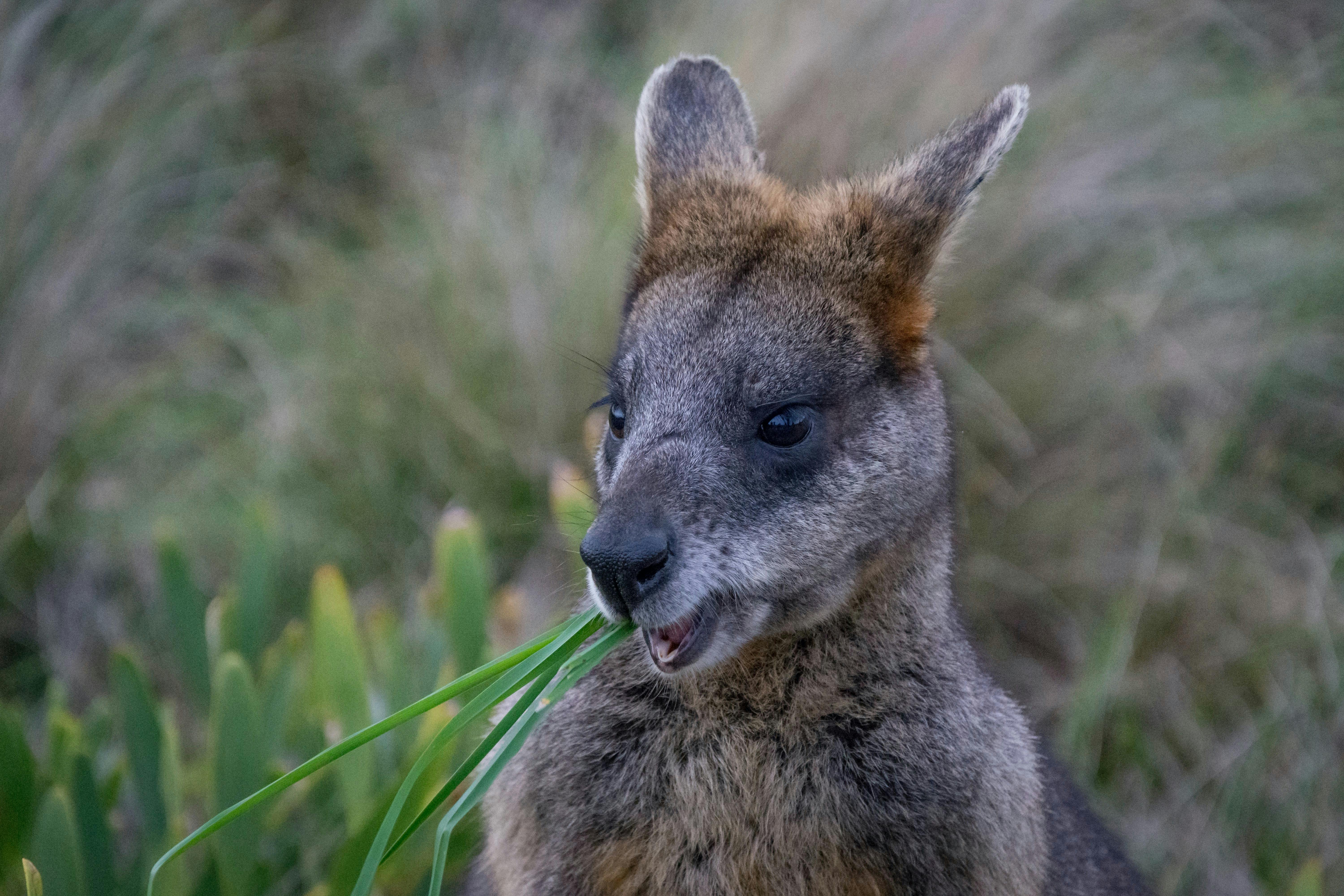 Local wallaby