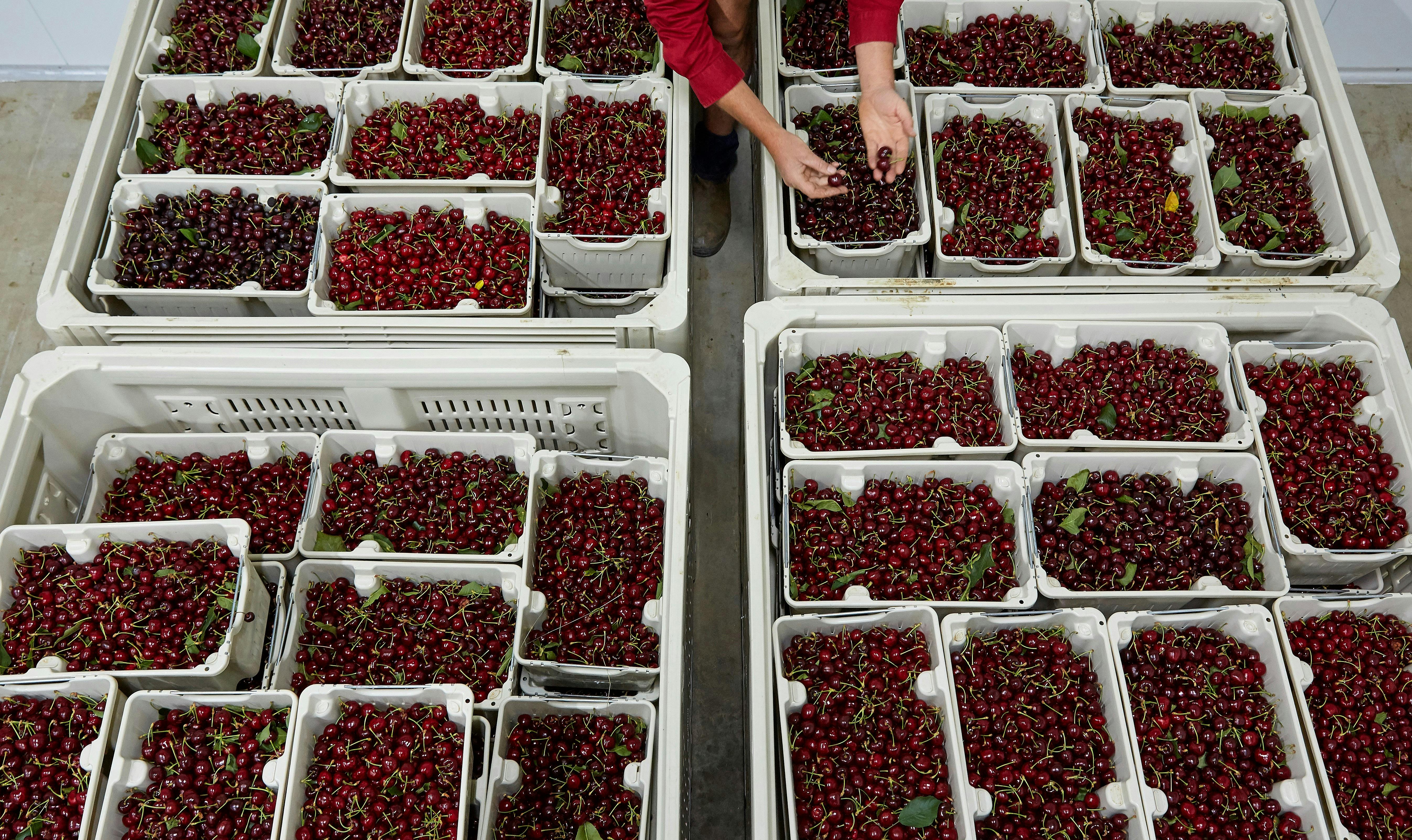 Cherries