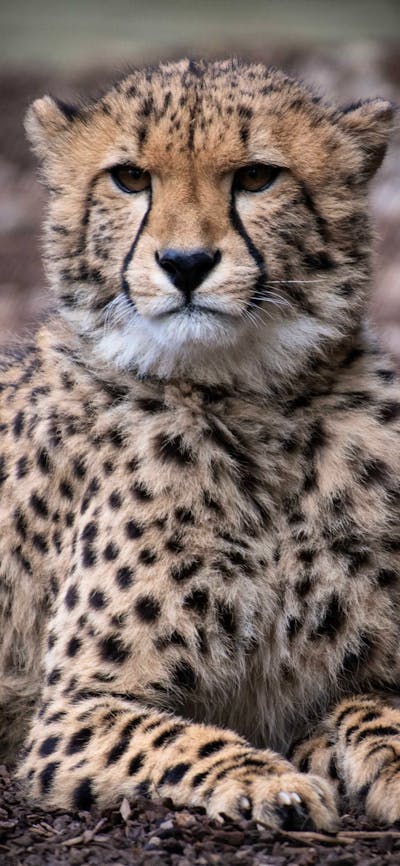 Solo Cheetah