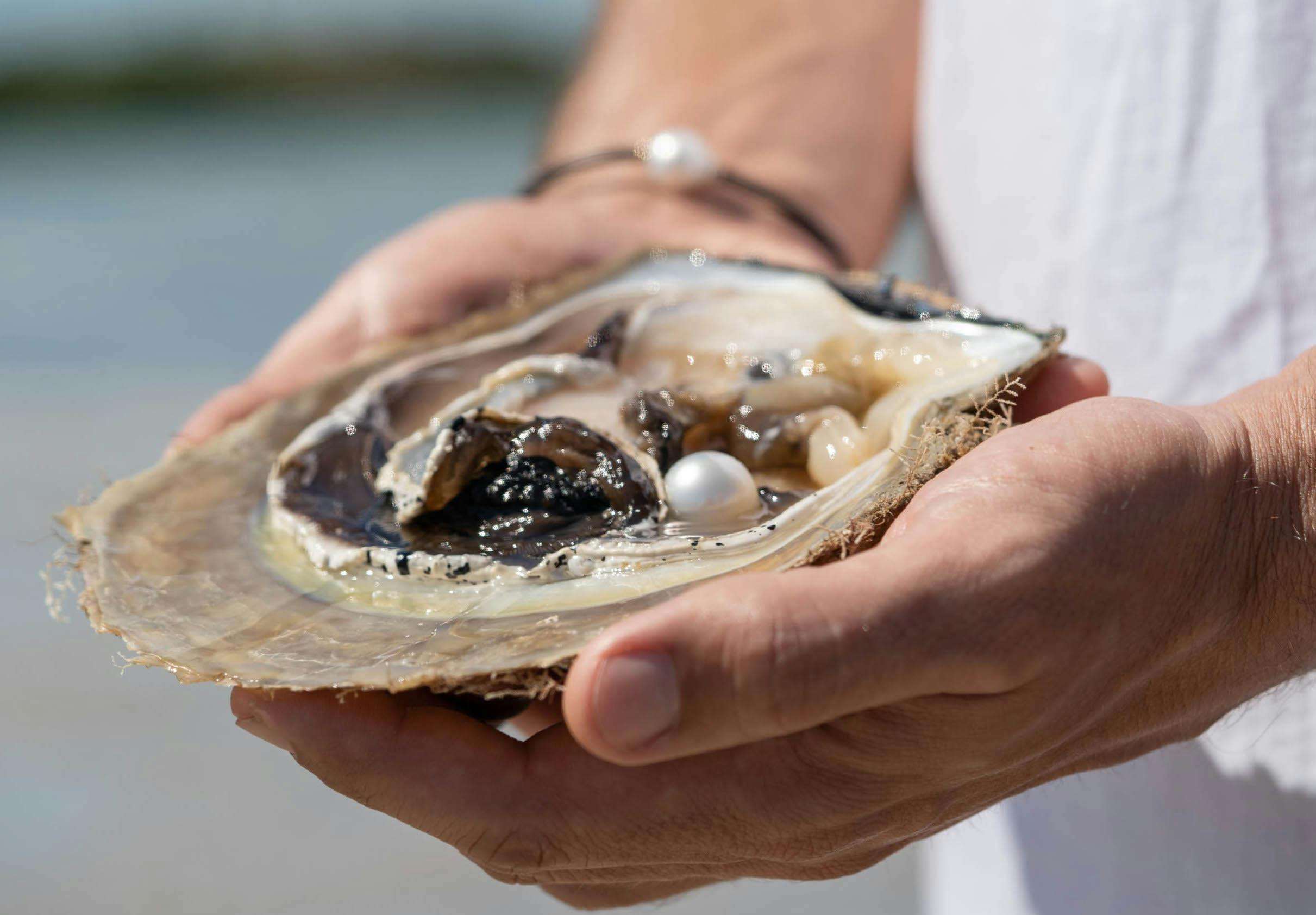 Australian South Sea pearl harvest