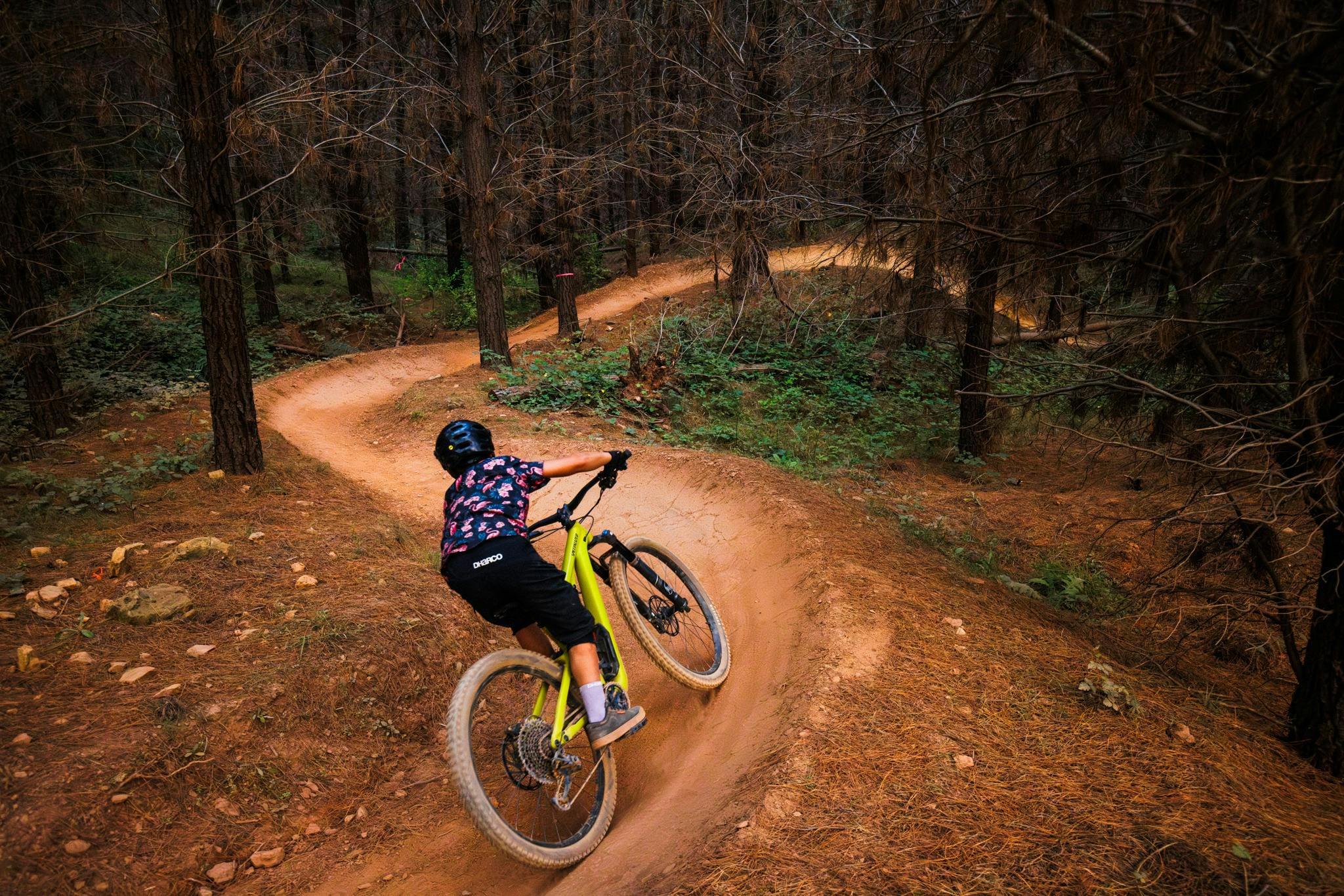 Mountain bike rider on fast flowy mountain bike trail in amongst pines