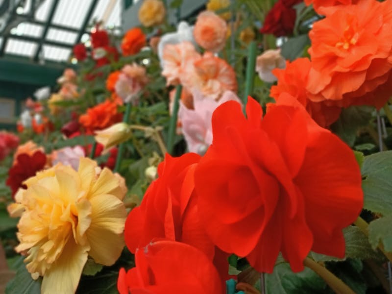 Flowers, Begonias, Bathurst, Autumn
